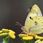   Weißklee-Gelbling - Colias hyale 