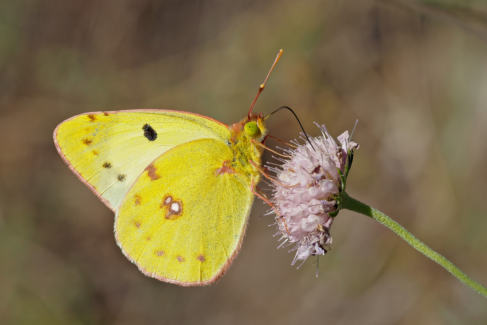 Weissklee-Gelbling (Colias hyale oder australis). - Le papillon de jour "Soufré" ou "Fluoré".