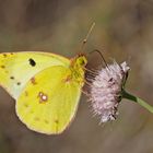 Weissklee-Gelbling (Colias hyale oder australis). - Le papillon de jour "Soufré" ou "Fluoré".