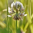 Weißklee (Trifolium repens)