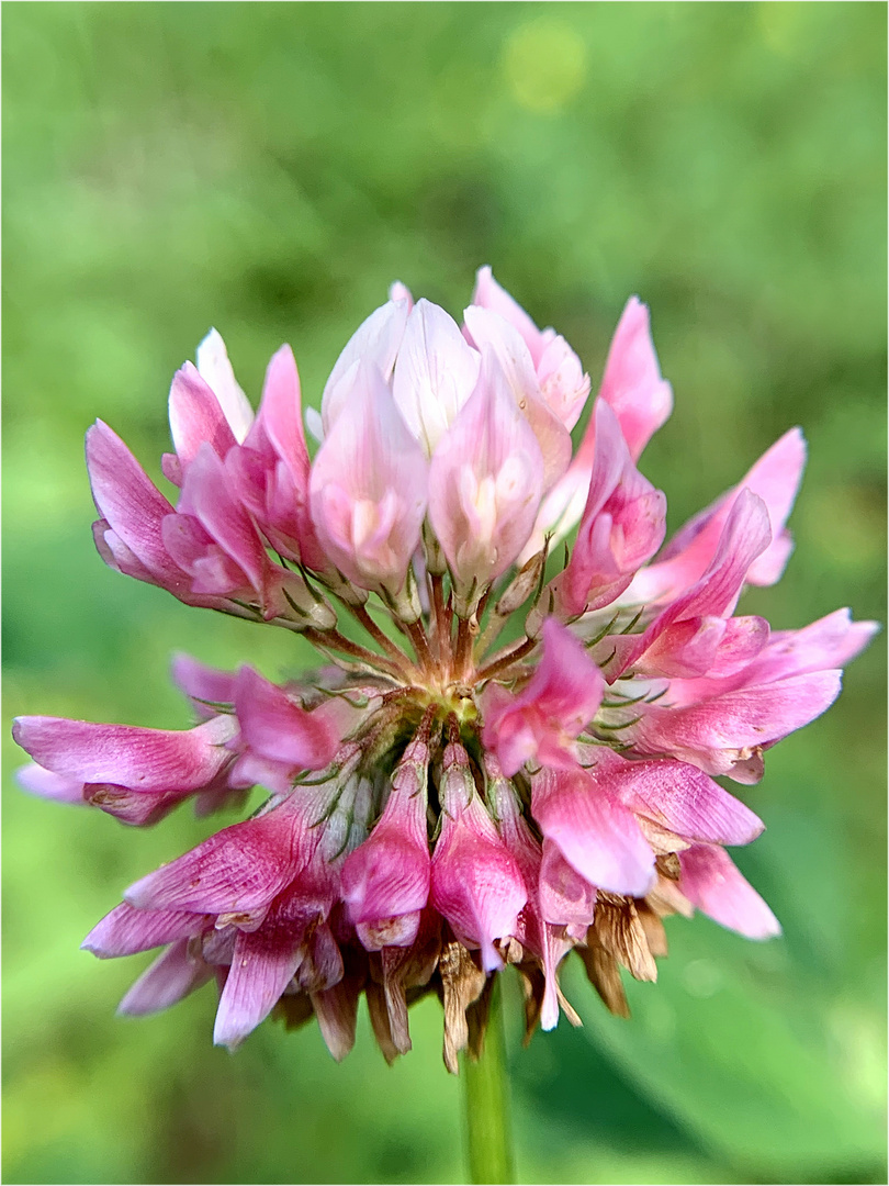  Weißkleeblüte ( Trifolium repens )