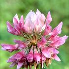  Weißkleeblüte ( Trifolium repens )