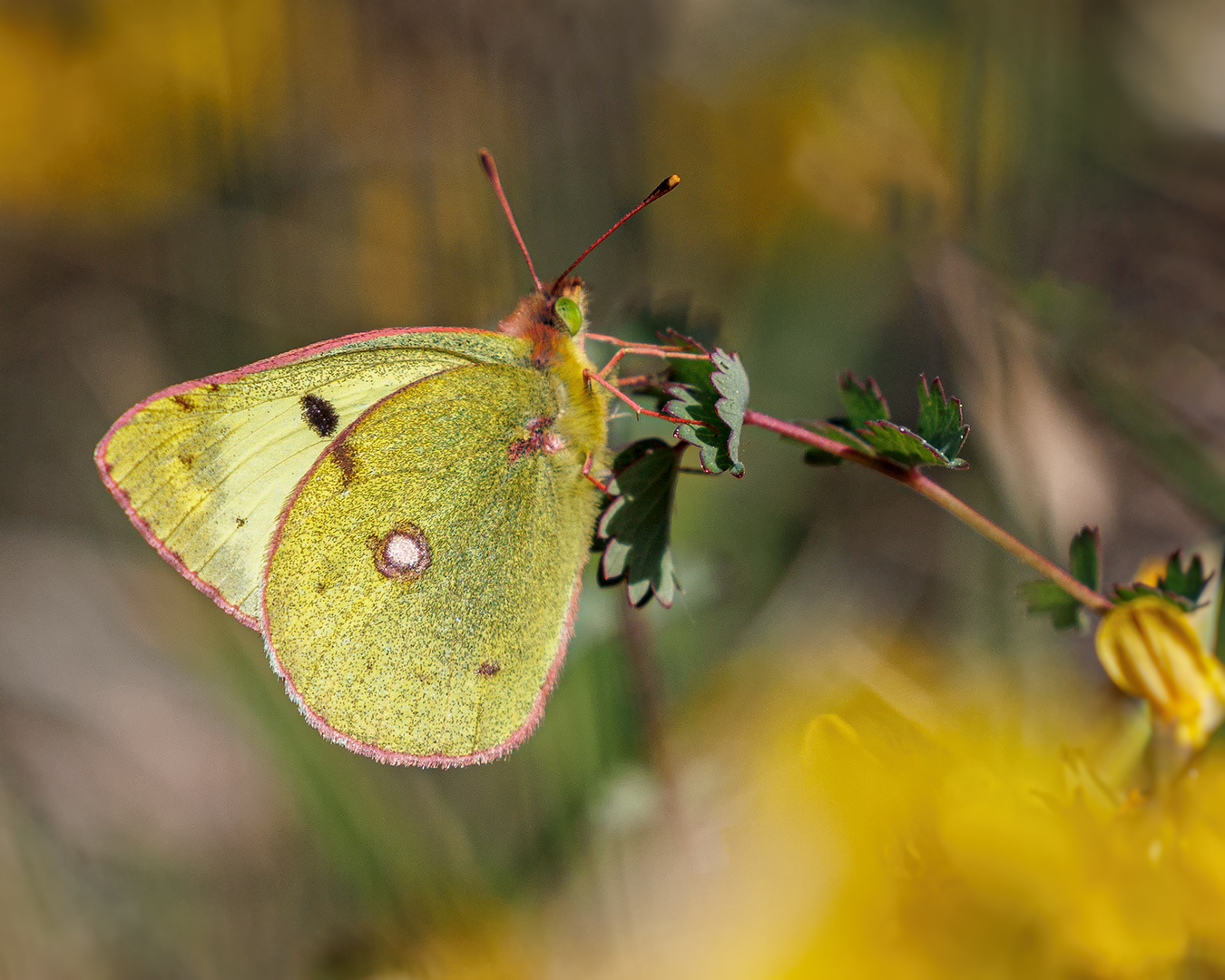 Weisskleegelbling (colias hyale )