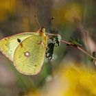 Weisskleegelbling (colias hyale )