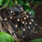 Weißkneevogelspinne / Whitebanded Tarantula
