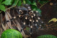 Weißkneevogelspinne / Whitebanded Tarantula