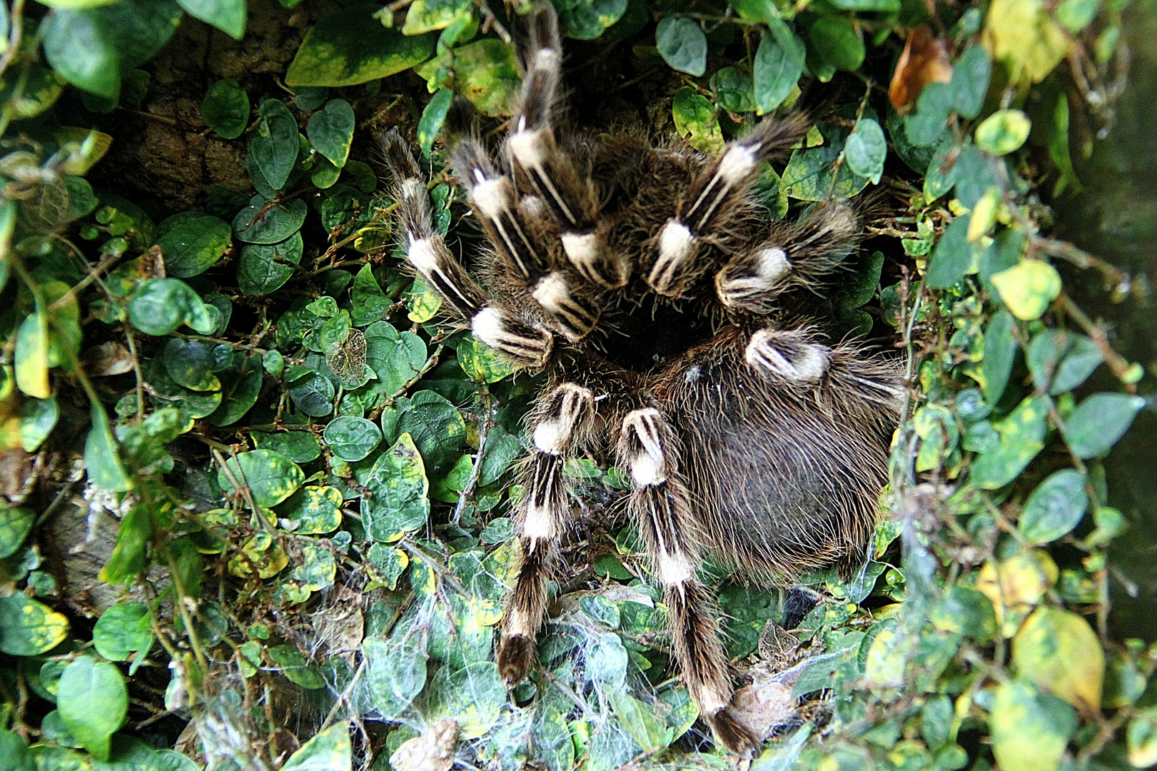 Weissknie Vogelspinne