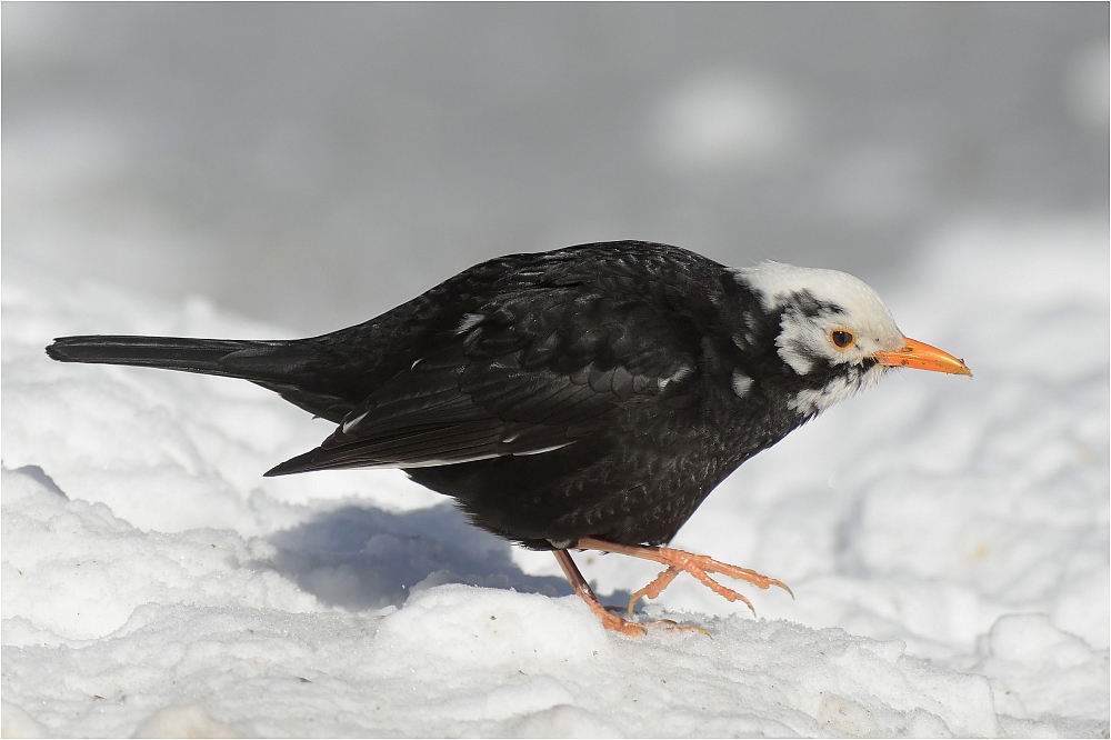 Weißköpfige Amsel