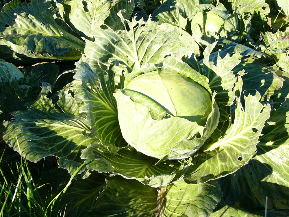 Weißkohl Foto &amp; Bild | pflanzen, pilze &amp; flechten, natur Bilder auf ...