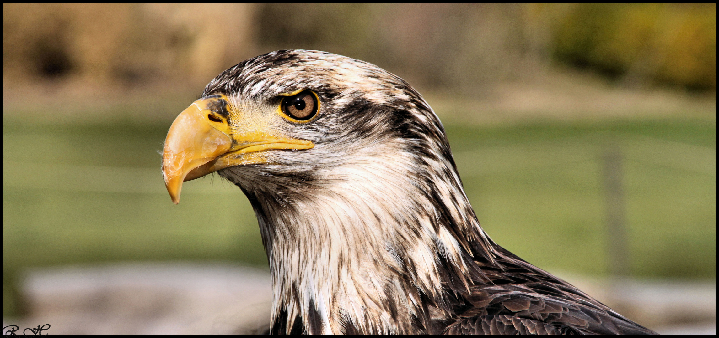 Weißkopf-Adler