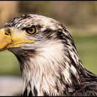 Weißkopf-Adler