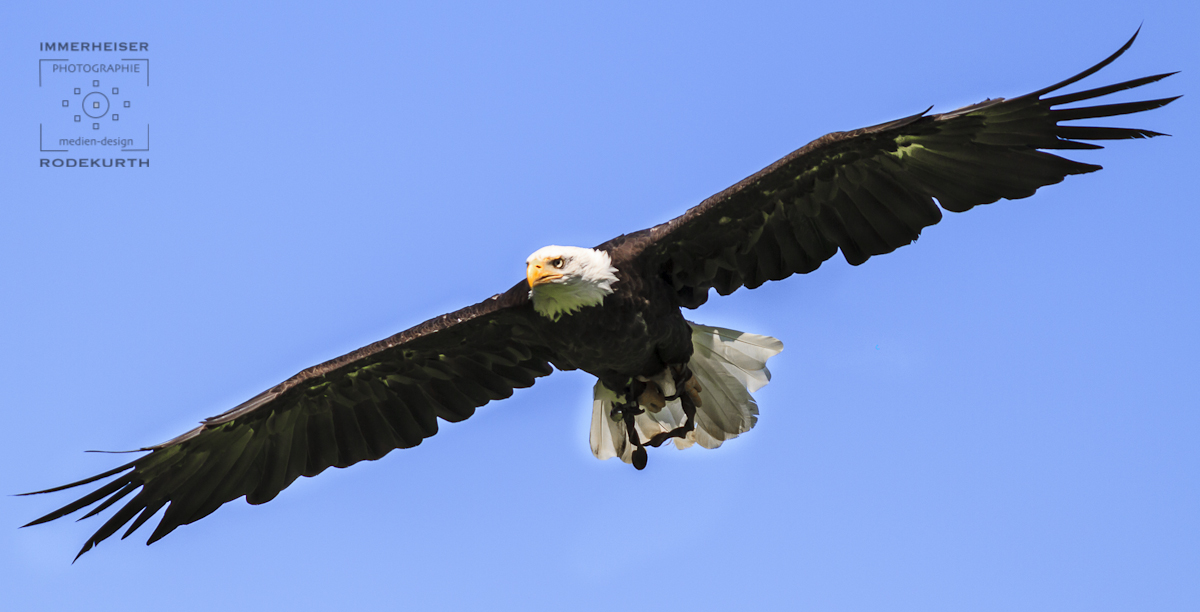 Weißkopf Adler