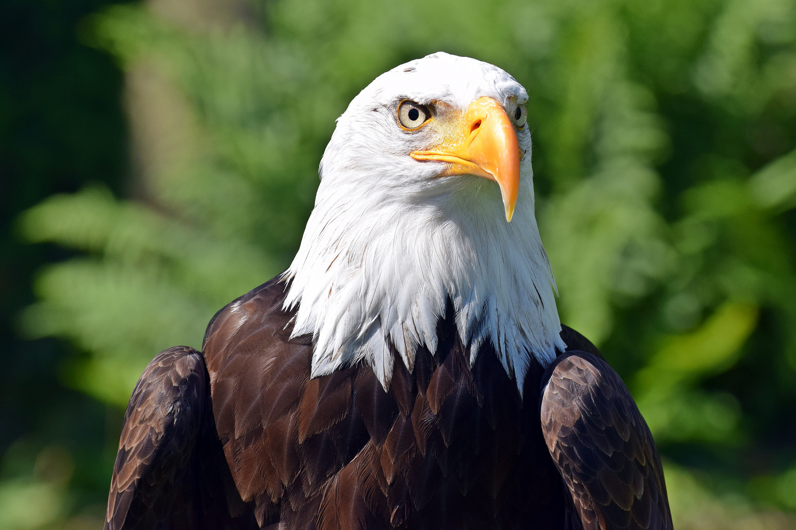 Weißkopf Adler