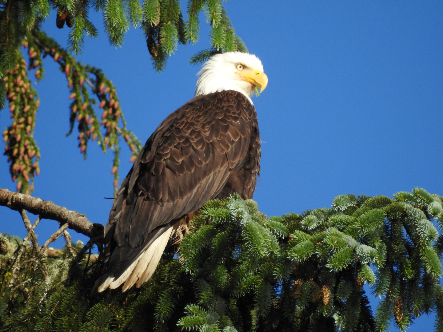 Weißkopf-Adler aufgenommen in Port Hardy