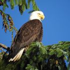 Weißkopf-Adler aufgenommen in Port Hardy