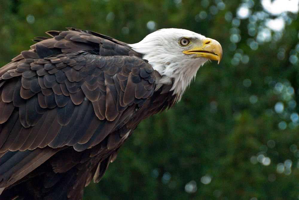 Weißkopf-Adler