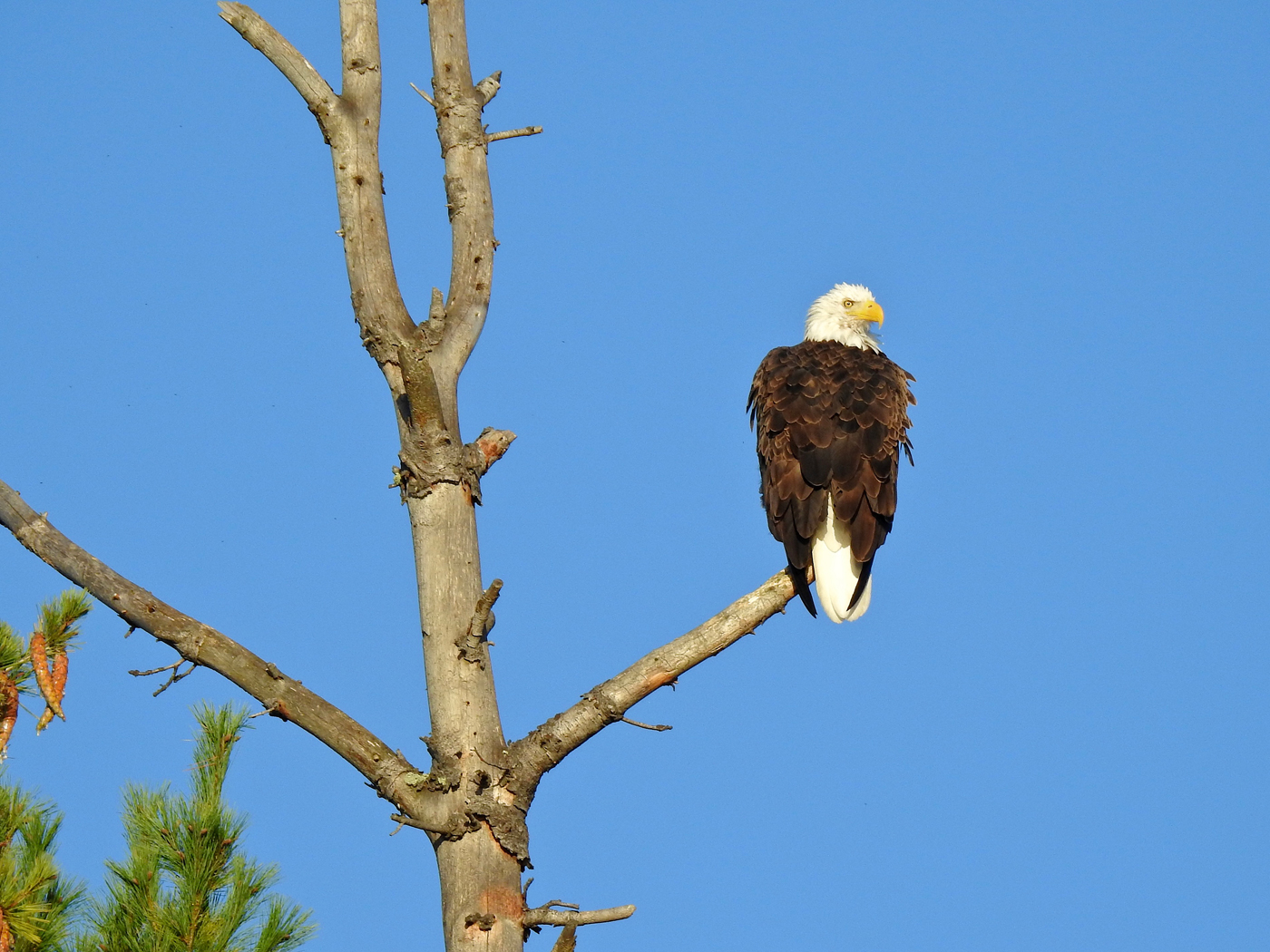 Weisskopf Adler