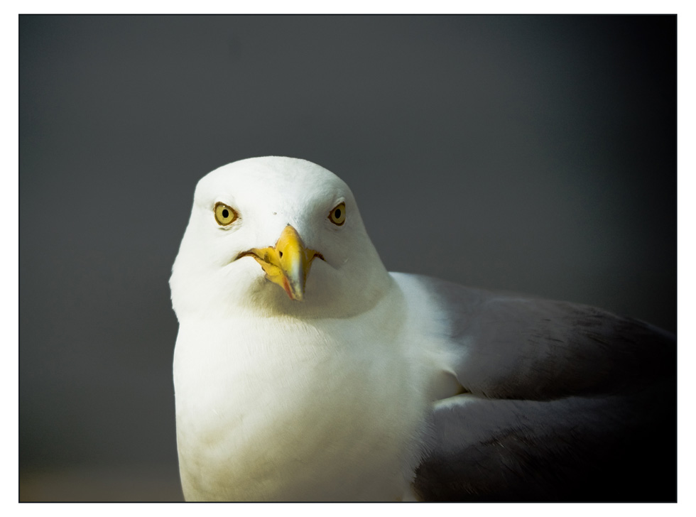 ~~ Weißkopf (adler) möwe ~~