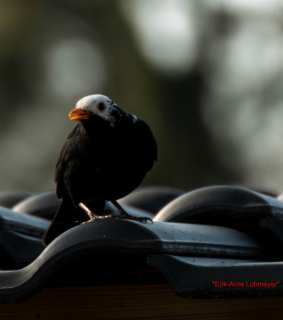 Weißkopf-Amsel