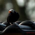 Weißkopf-Amsel