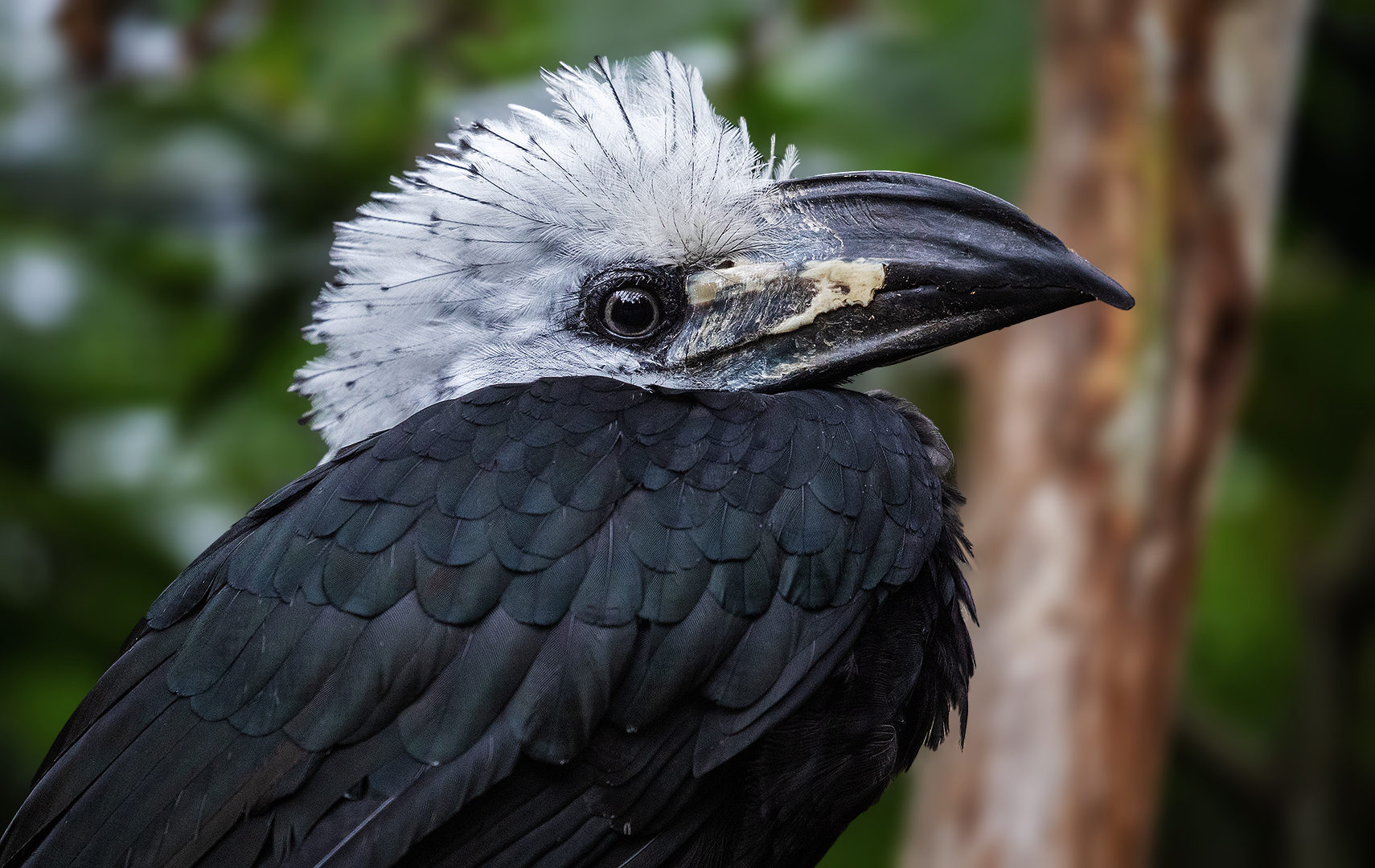 Weißkopf Hornvogel-Portrait 003