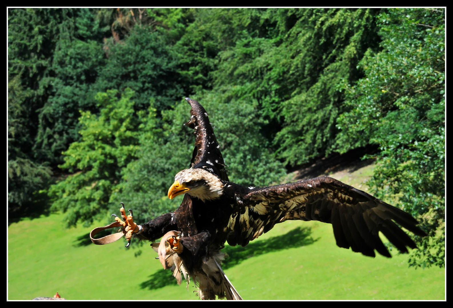 Weißkopf im Anflug