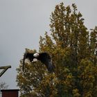 weisskopf im flug