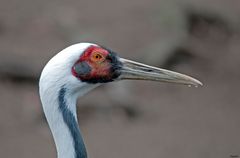 Weisskopf Kranich - Portrait