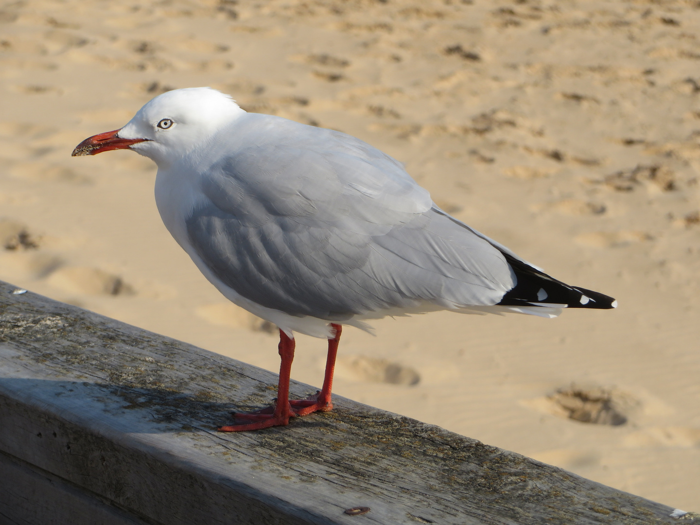 Weißkopf-Lachmöwe  -  Larus novaehollandiae