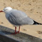 Weißkopf-Lachmöwe  -  Larus novaehollandiae