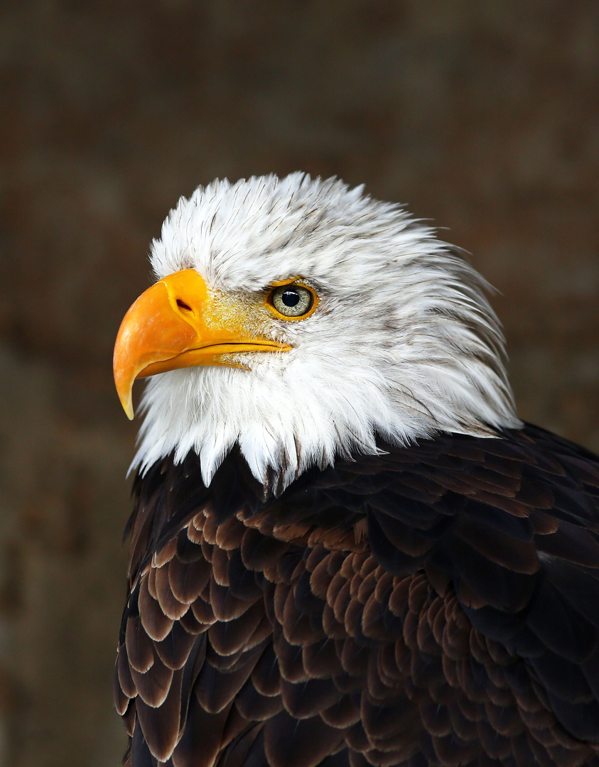 Weißkopf Portrait