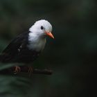 Weißkopf-Schwarzbülbül