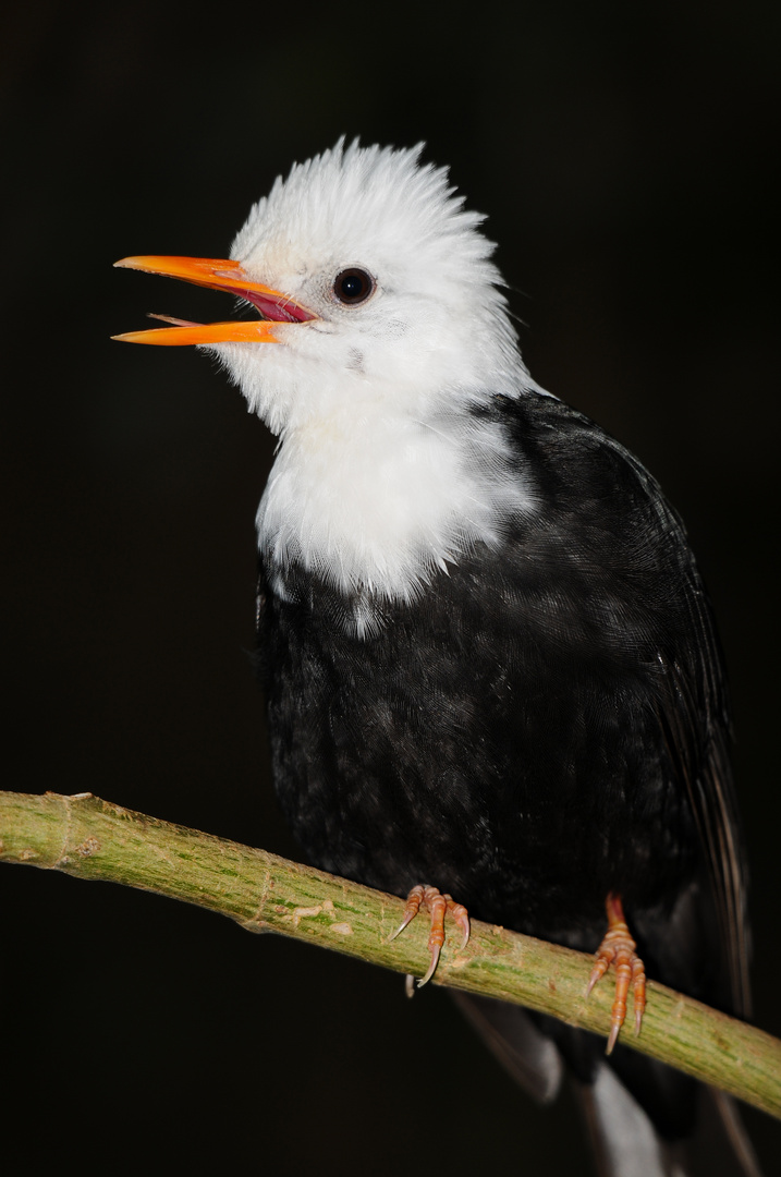 Weißkopf-Schwarzbülbül im Zoo Leipzig