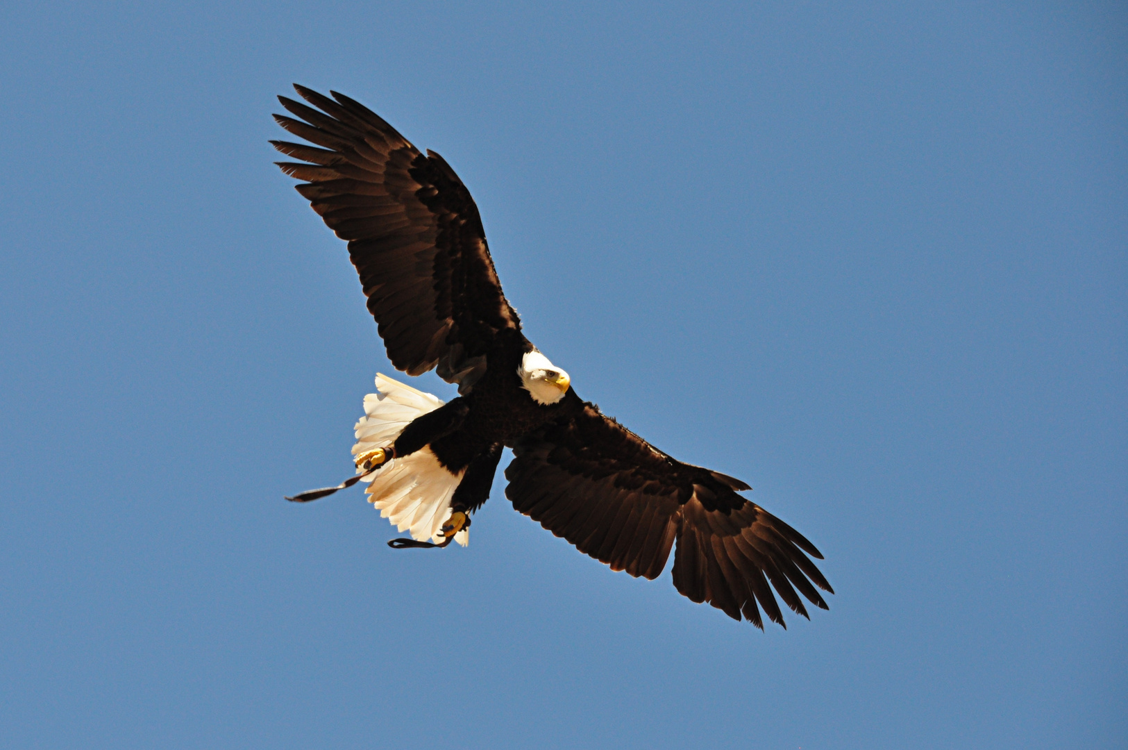 Weisskopf-Seadler im Anflug