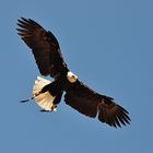 Weisskopf-Seadler im Anflug