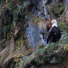 Weißkopf Seeadler