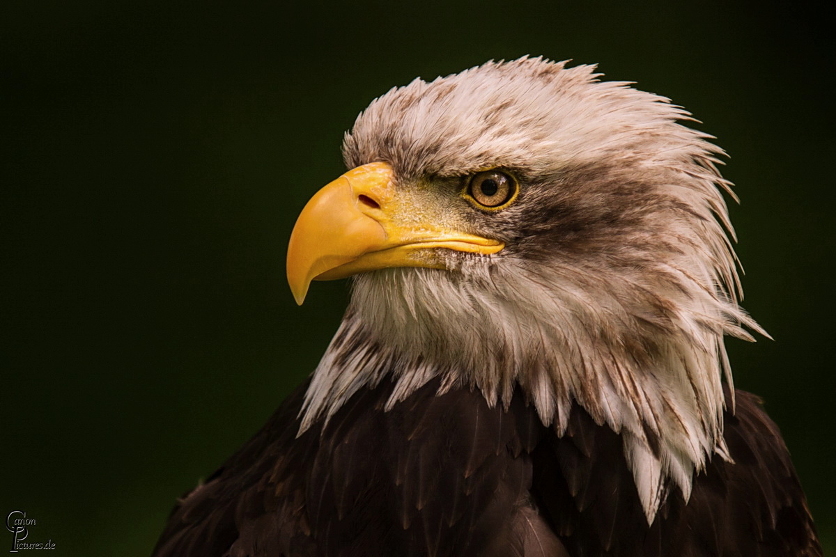 Weisskopf-Seeadler