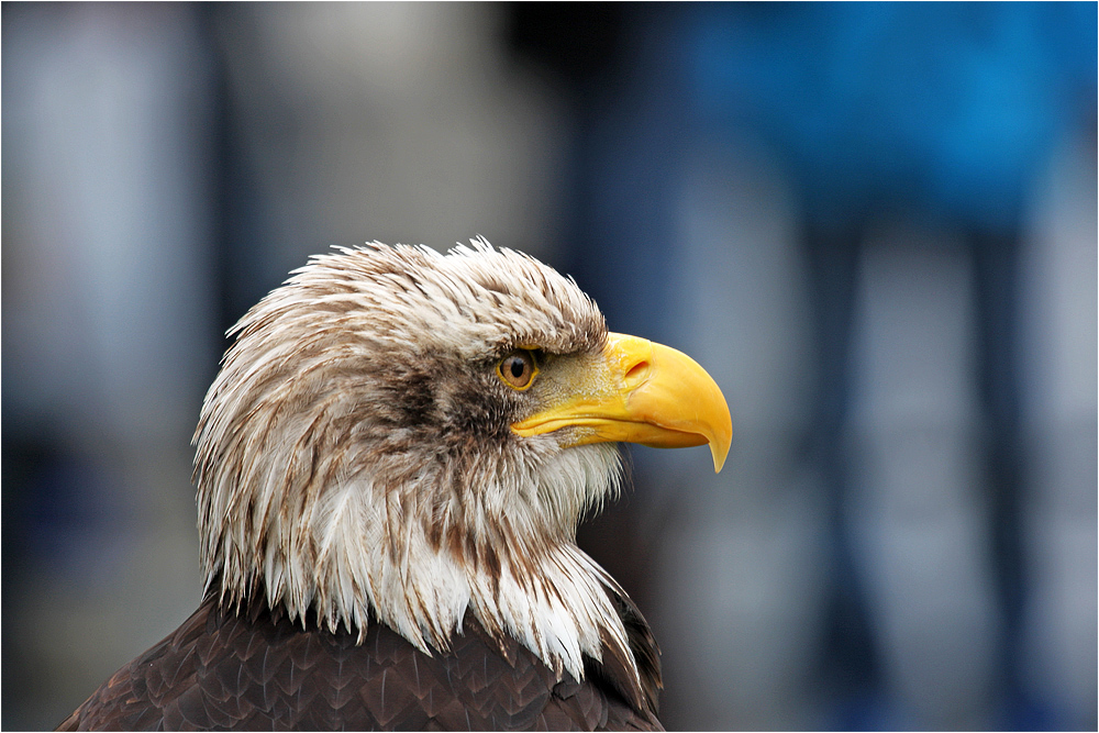 Weißkopf - Seeadler