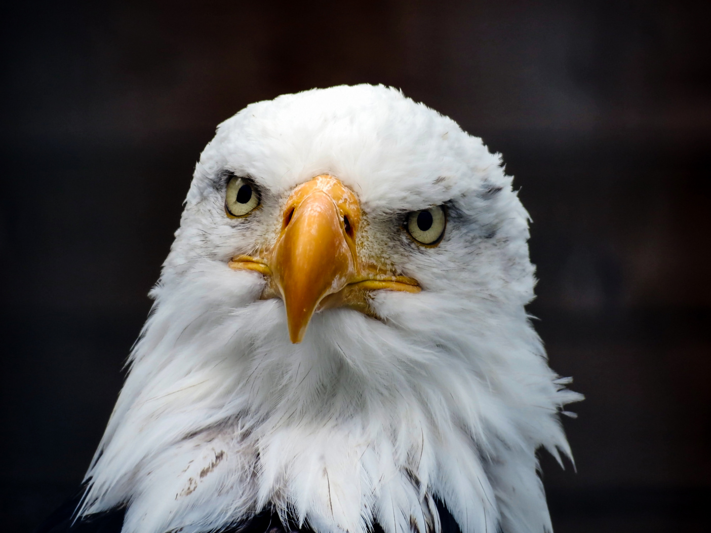 Weißkopf Seeadler