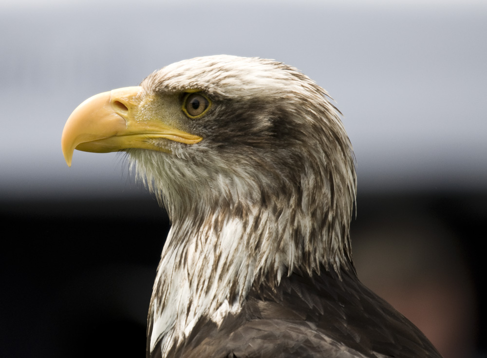 Weißkopf - Seeadler