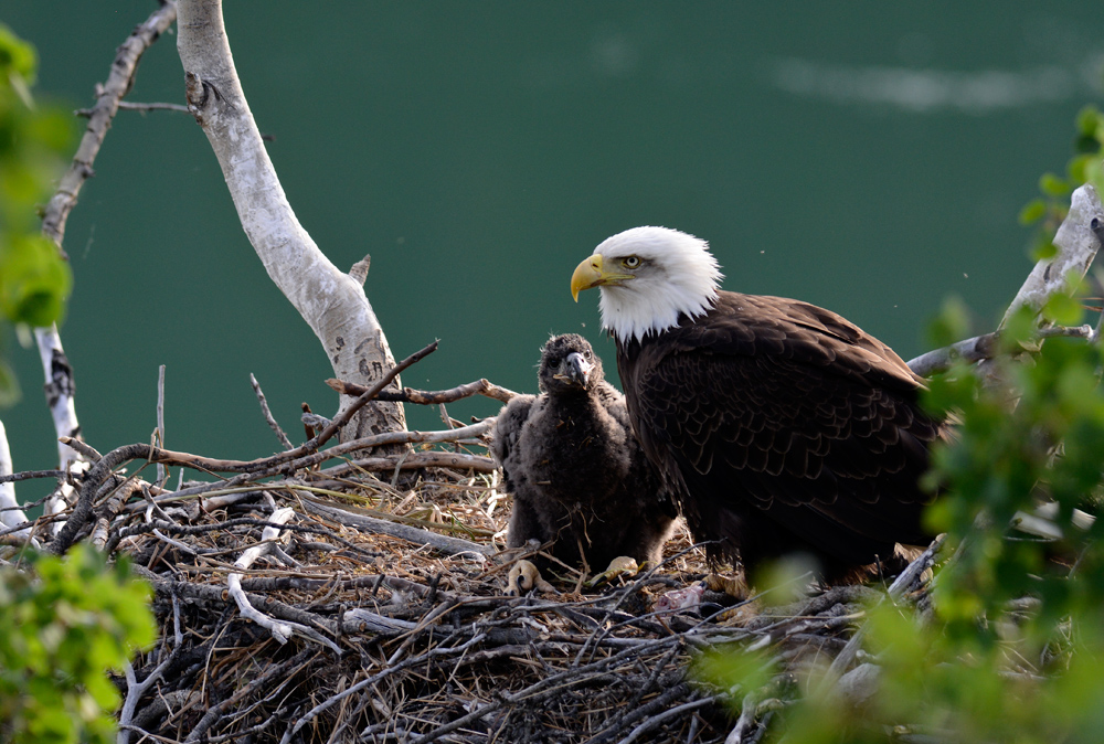 Weisskopf Seeadler