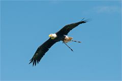 Weißkopf-Seeadler