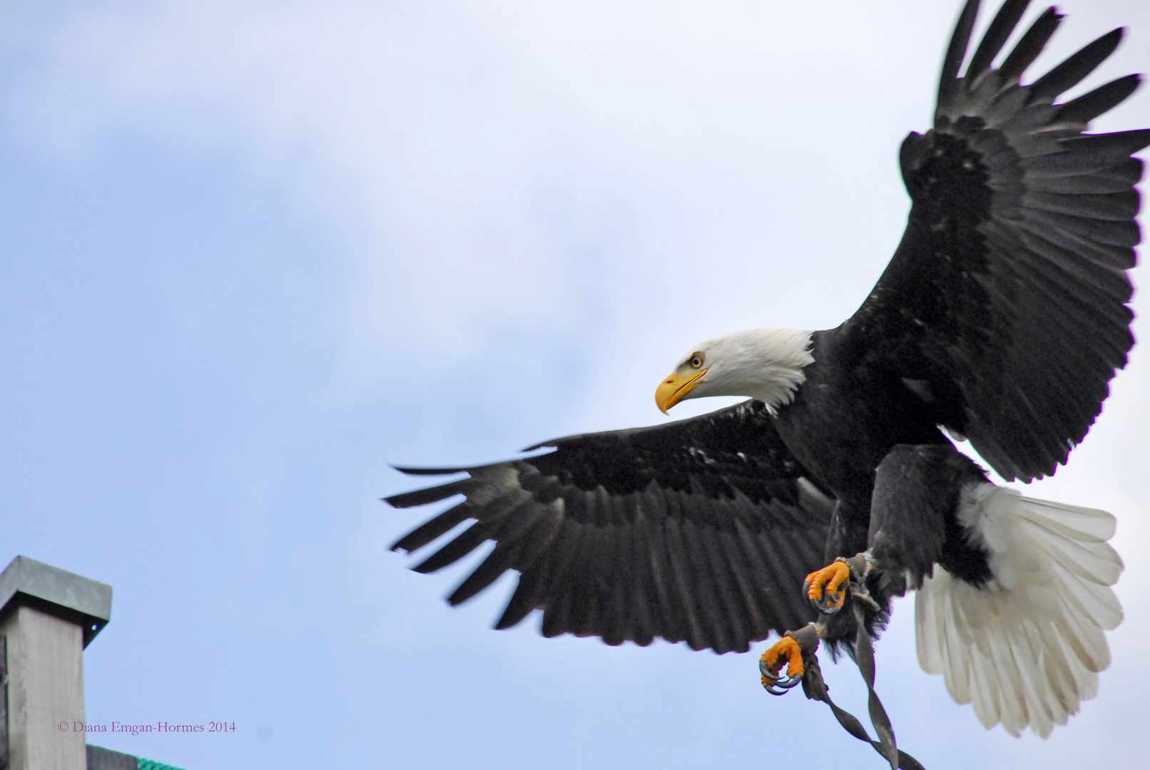 Weißkopf Seeadler