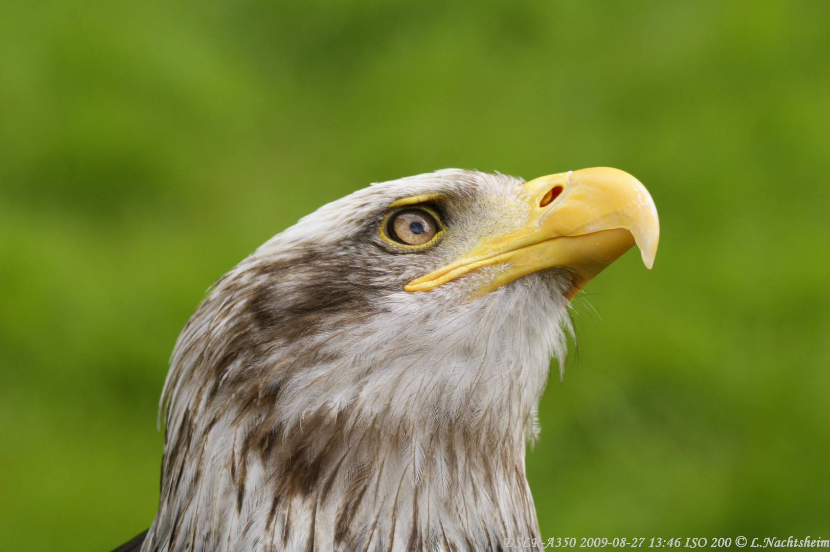 Weißkopf Seeadler