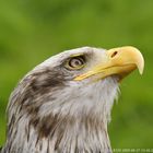 Weißkopf Seeadler