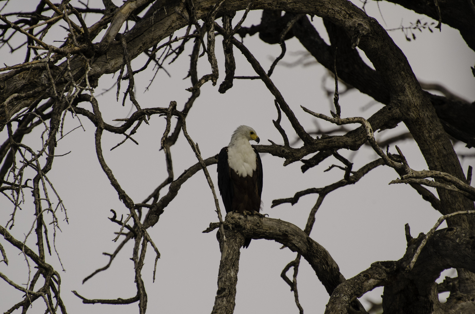 Weisskopf Seeadler