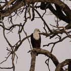 Weisskopf Seeadler