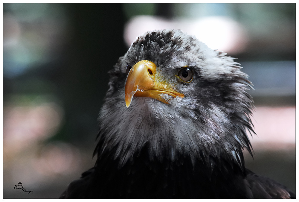 Weißkopf - Seeadler