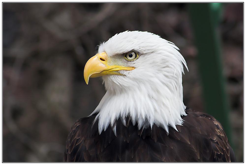 Weißkopf-Seeadler (1)