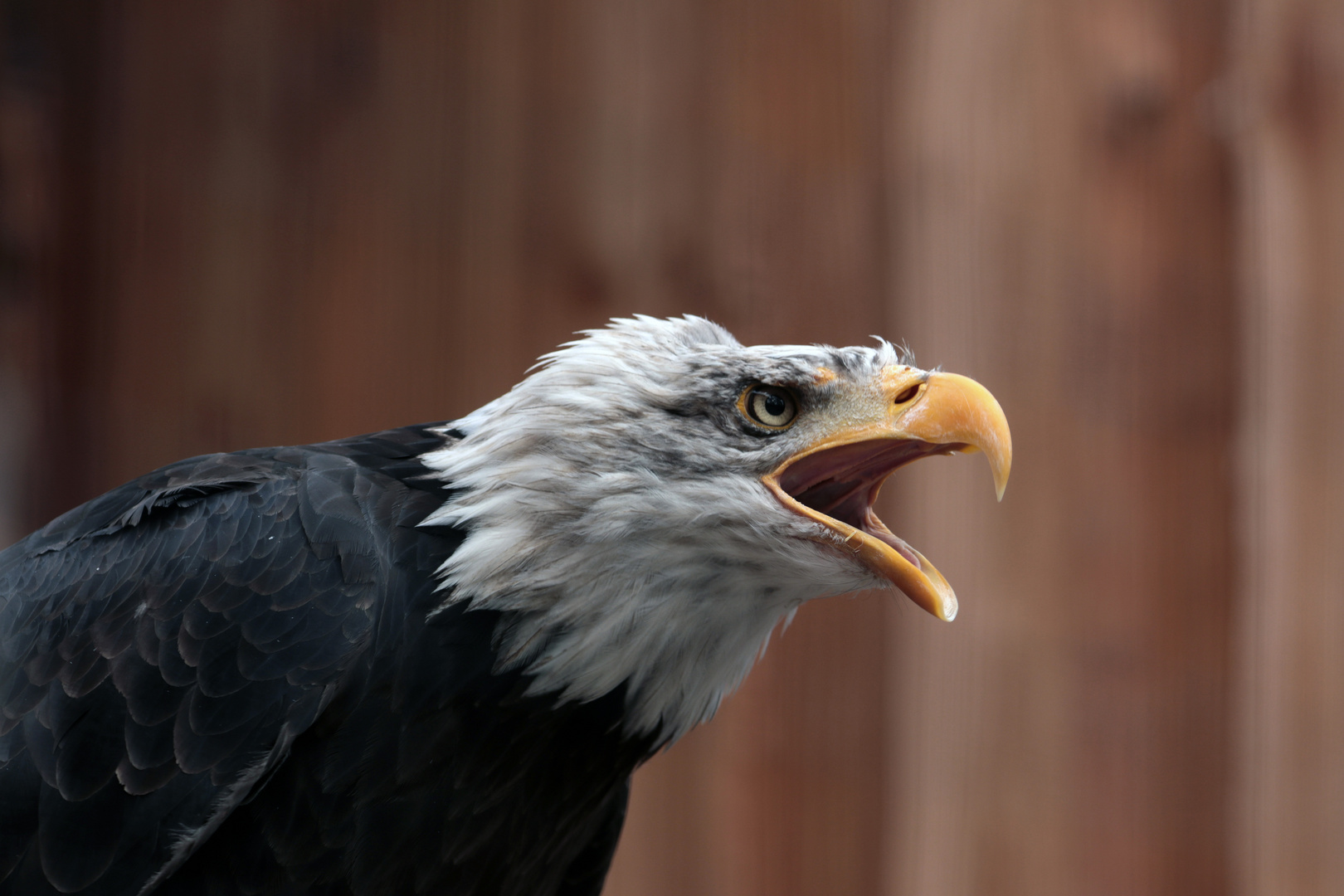 Weißkopf-Seeadler 1